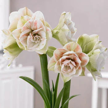 Bulbi de Amaryllis „Nymph”, 1 Bucată – bulbi de flori | Regatul Plantelor
