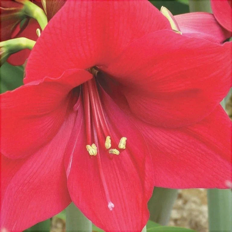 Bulbi de Amaryllis „Pleasure”, 1 Bucată – bulbi de flori, fotografia 2 | Regatul Plantelor