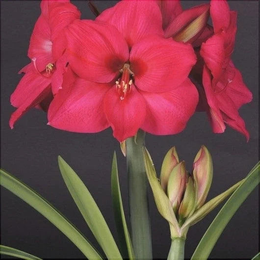 Bulbi de Amaryllis „Pleasure”, 1 Bucată – bulbi de flori | Regatul Plantelor