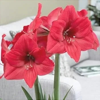 Bulbi de Amaryllis „Pleasure”, 1 Bucată – bulbi de flori, fotografia 3 | Regatul Plantelor