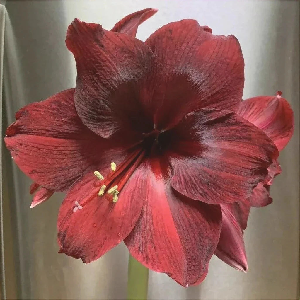 Bulbi de Amaryllis „Read Pearl”, 1 Bucată – bulbi de flori, fotografia 3 | Regatul Plantelor
