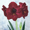 Bulbi de Amaryllis „Read Pearl”, 1 Bucată – bulbi de flori | Regatul Plantelor
