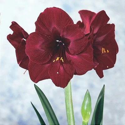Bulbi de Amaryllis „Read Pearl”, 1 Bucată – bulbi de flori | Regatul Plantelor