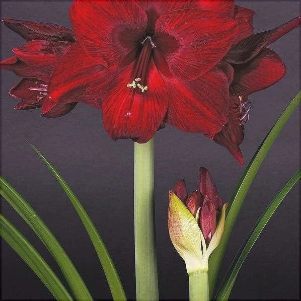 Bulbi de Amaryllis „Read Pearl”, 1 Bucată – bulbi de flori, fotografia 4 | Regatul Plantelor
