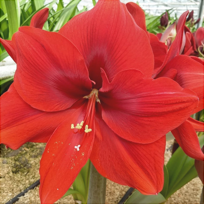 Bulbi de Amaryllis "Red Cream", 1 Bucata