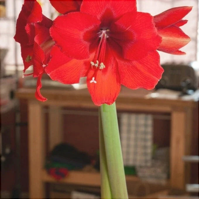Bulbi de Amaryllis „Red Cream”, 1 Bucată – bulbi de flori, fotografia 5 | Regatul Plantelor