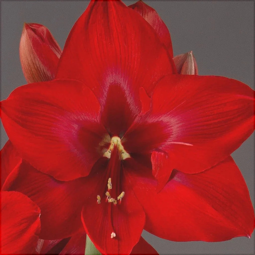 Bulbi de Amaryllis „Red Cream”, 1 Bucată – bulbi de flori, fotografia 2 | Regatul Plantelor