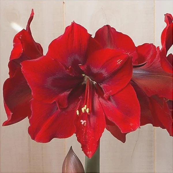 Bulbi de Amaryllis „Red Cream”, 1 Bucată – bulbi de flori, fotografia 4 | Regatul Plantelor