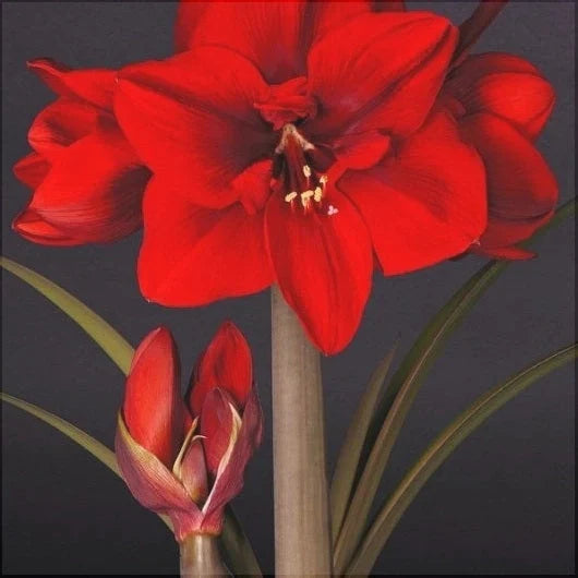 Bulbi de Amaryllis „Red Cream”, 1 Bucată – bulbi de flori, fotografia 3 | Regatul Plantelor