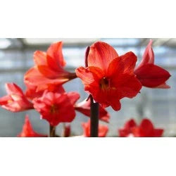 Bulbi de Amaryllis „Red Garden”, 1 Bucată – bulbi de flori, fotografia 3 | Regatul Plantelor