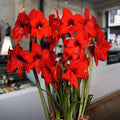 Bulbi de Amaryllis „Red Garden”, 1 Bucată – bulbi de flori | Regatul Plantelor