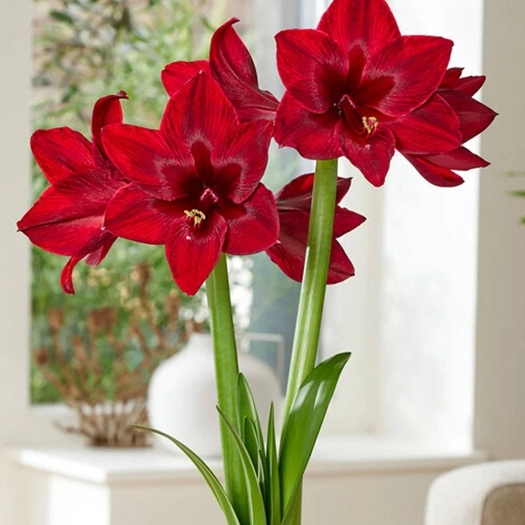 Bulbi de Amaryllis „Red Pearl”, 1 Bucată – bulbi de flori, fotografia 2 | Regatul Plantelor