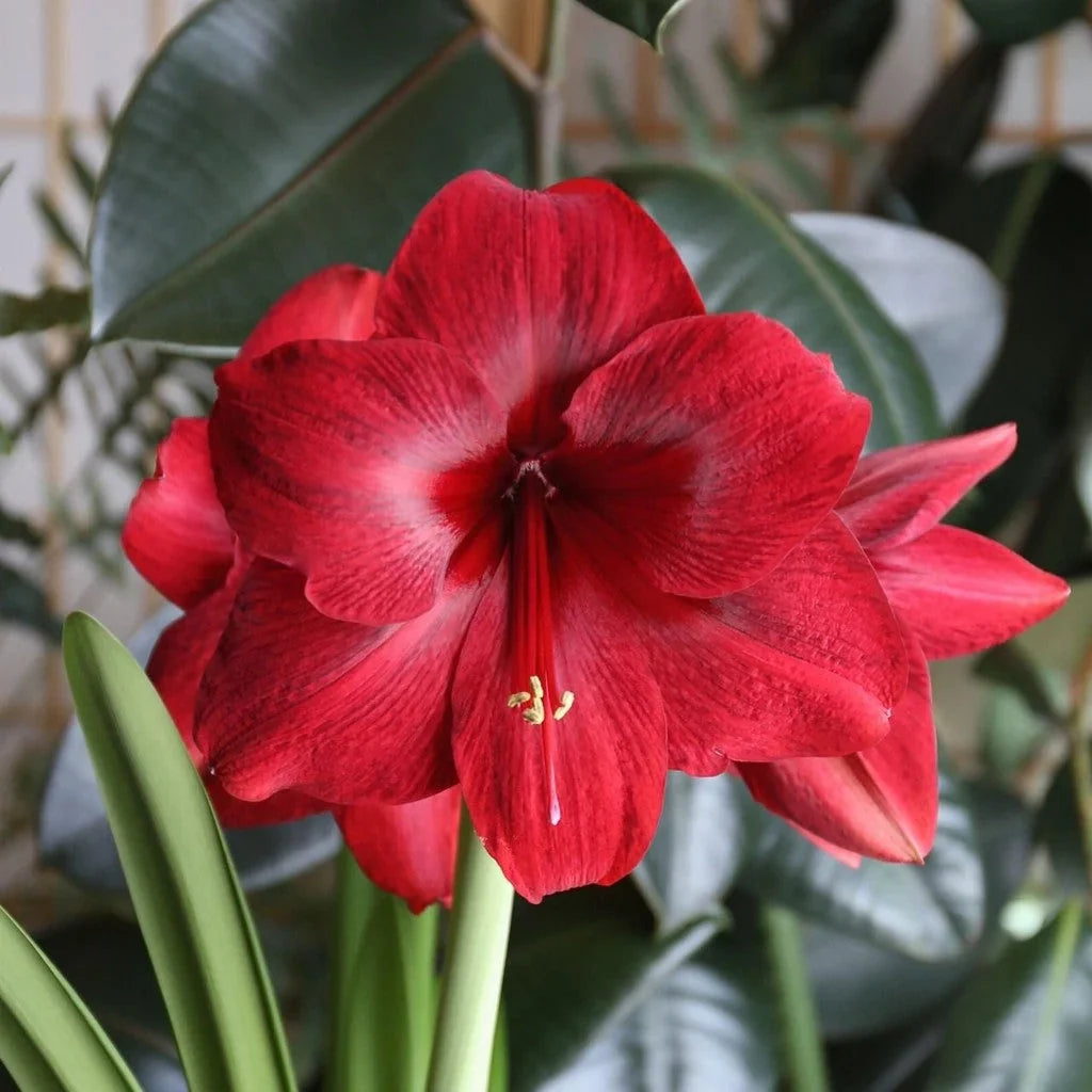 Bulbi de Amaryllis „Red Pearl”, 1 Bucată – bulbi de flori, fotografia 4 | Regatul Plantelor