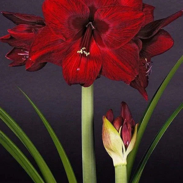 Bulbi de Amaryllis „Red Pearl”, 1 Bucată – bulbi de flori | Regatul Plantelor