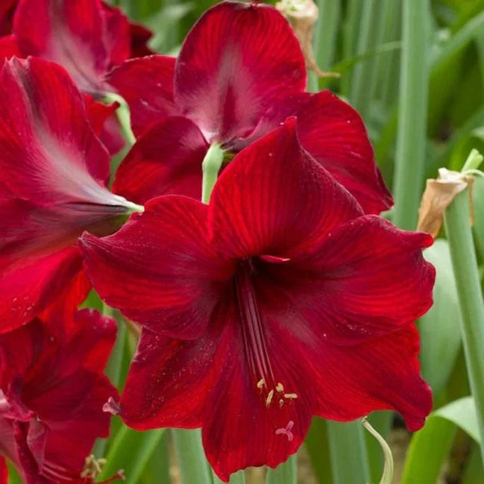 Bulbi de Amaryllis „Red Pearl”, 1 Bucată – bulbi de flori, fotografia 3 | Regatul Plantelor