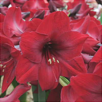 Bulbi de Amaryllis „Red Reality”, 1 Bucată – bulbi de flori | Regatul Plantelor