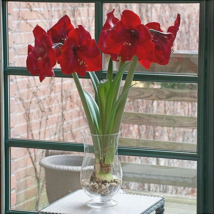 Bulbi de Amaryllis „Red Reality”, 1 Bucată – bulbi de flori, fotografia 3 | Regatul Plantelor