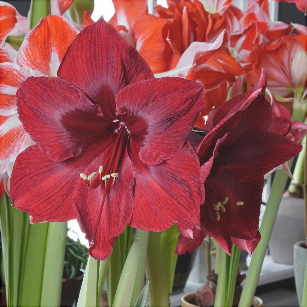 Bulbi de Amaryllis „Red Reality”, 1 Bucată – bulbi de flori, fotografia 2 | Regatul Plantelor