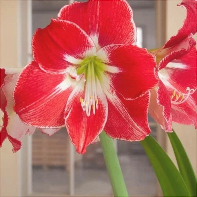 Bulbi de Amaryllis „Silver Dream”, 1 Bucată – bulbi de flori, fotografia 2 | Regatul Plantelor
