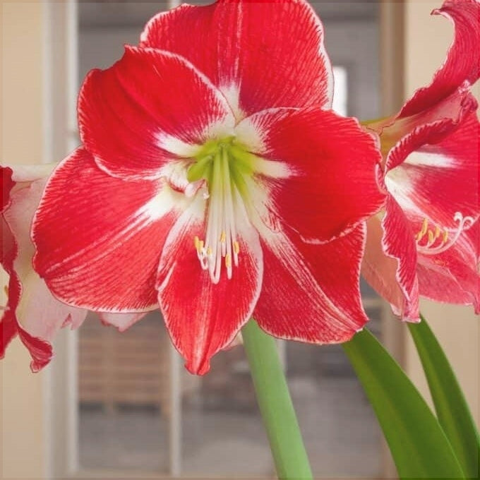 Bulbi de Amaryllis "Silver Dream", 1 Bucata