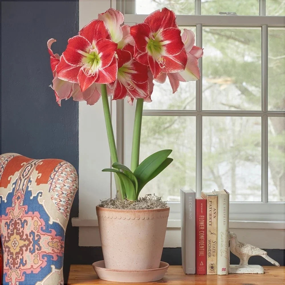 Bulbi de Amaryllis „Silver Dream”, 1 Bucată – bulbi de flori, fotografia 3 | Regatul Plantelor
