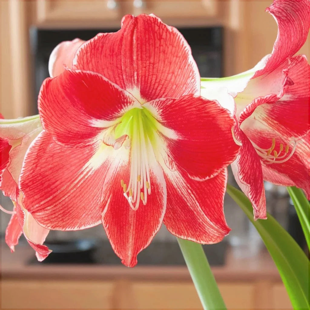Bulbi de Amaryllis „Silver Dream”, 1 Bucată – bulbi de flori | Regatul Plantelor
