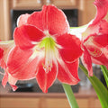 Bulbi de Amaryllis „Silver Dream”, 1 Bucată – bulbi de flori | Regatul Plantelor