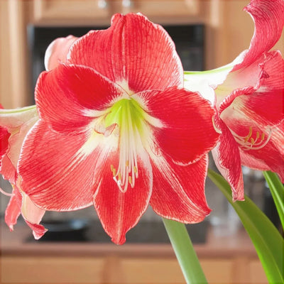 Bulbi de Amaryllis „Silver Dream”, 1 Bucată – bulbi de flori | Regatul Plantelor
