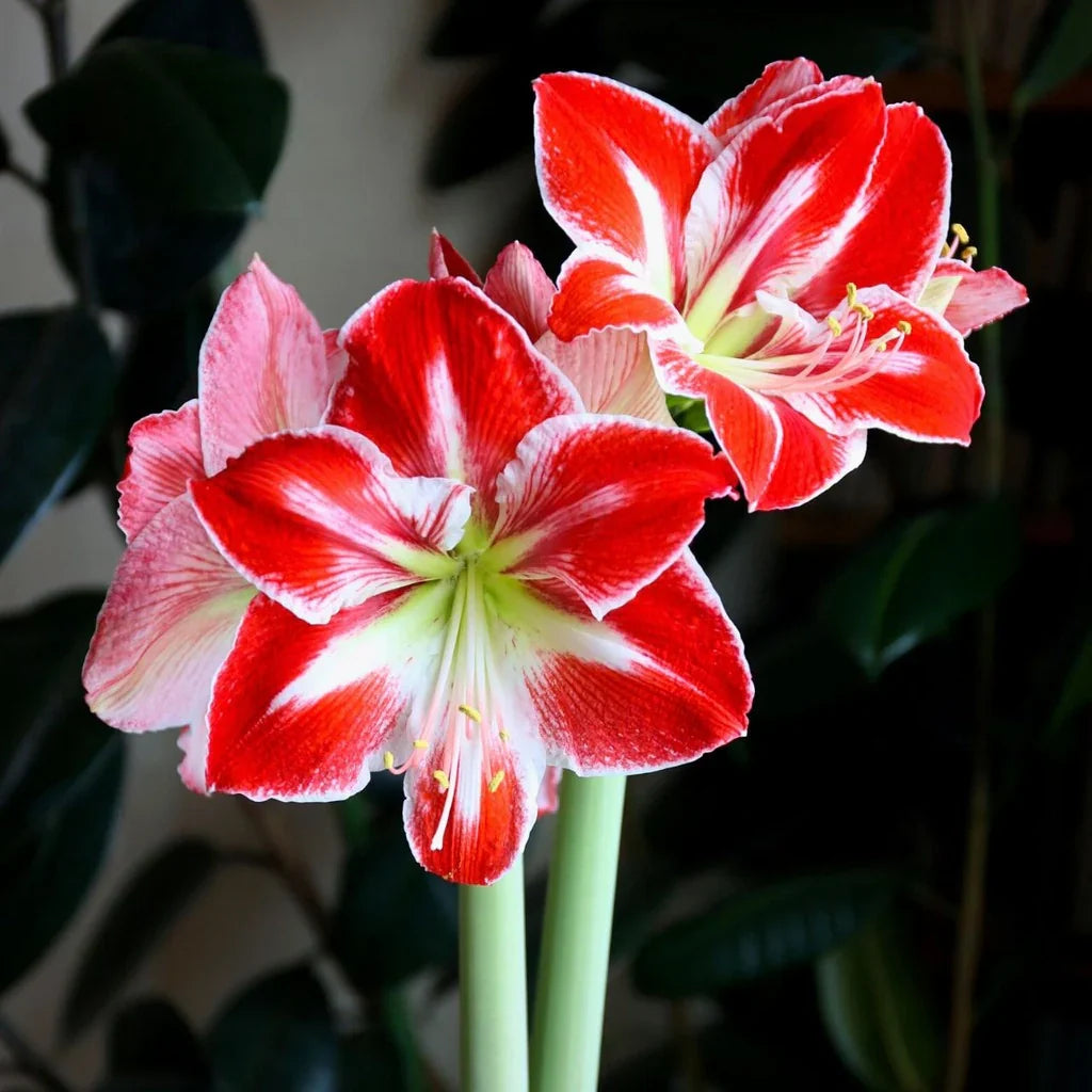Bulbi de Amaryllis „Spartacus”, 1 Bucată – bulbi de flori, fotografia 3 | Regatul Plantelor