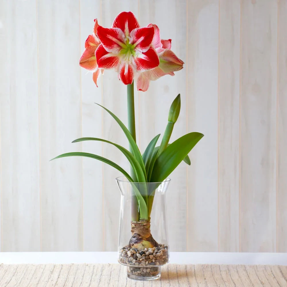 Bulbi de Amaryllis „Spartacus”, 1 Bucată – bulbi de flori, fotografia 4 | Regatul Plantelor