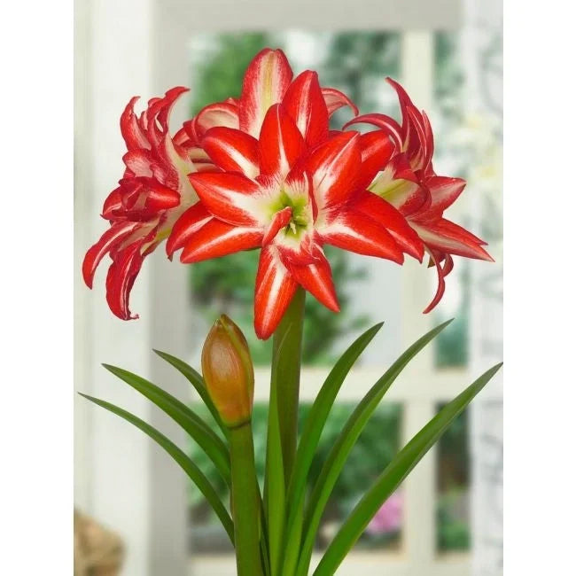Bulbi de Amaryllis „Splash”, 1 Bucată – bulbi de flori, fotografia 4 | Regatul Plantelor