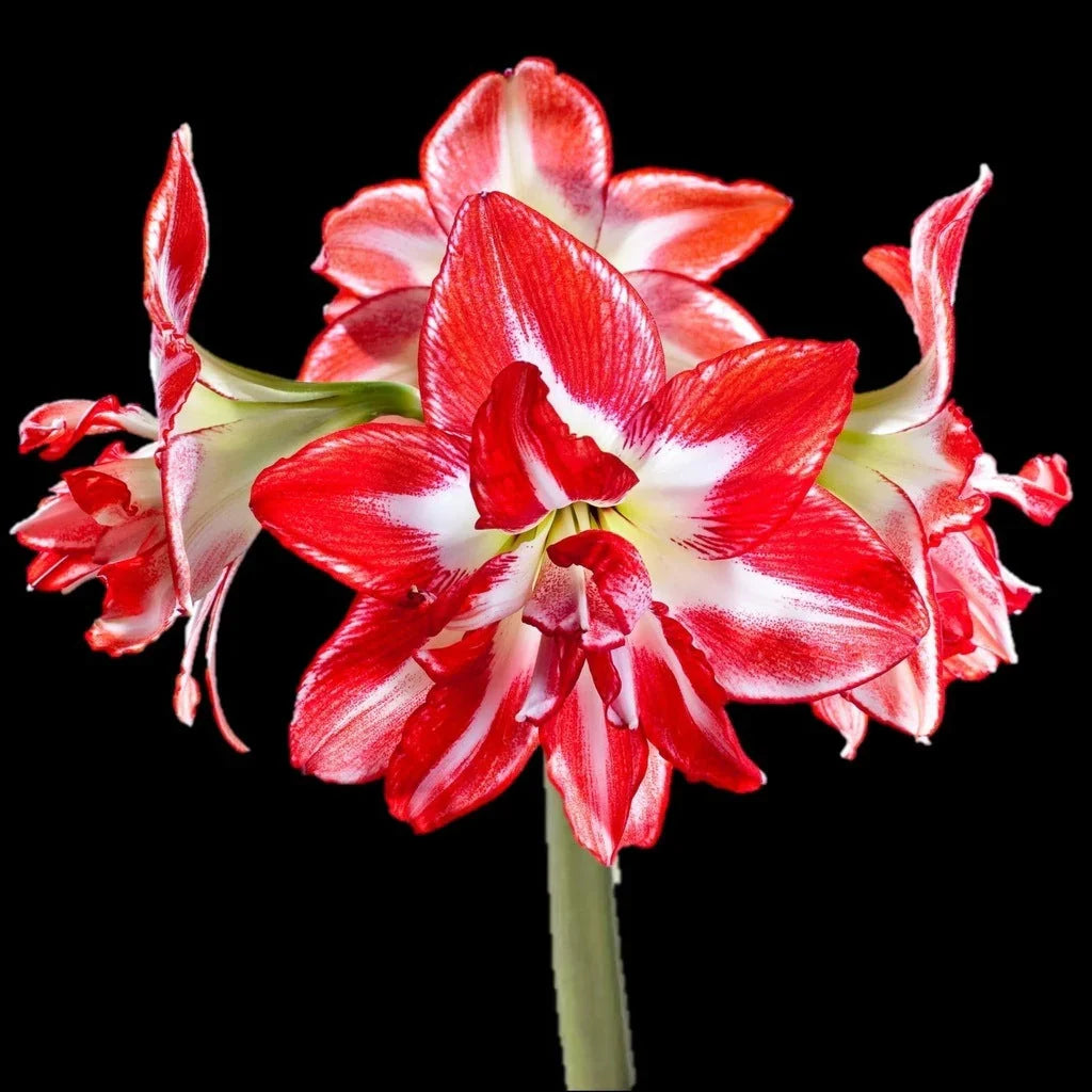 Bulbi de Amaryllis „Splash”, 1 Bucată – bulbi de flori | Regatul Plantelor