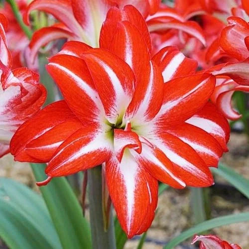 Bulbi de Amaryllis „Splash”, 1 Bucată – bulbi de flori, fotografia 3 | Regatul Plantelor