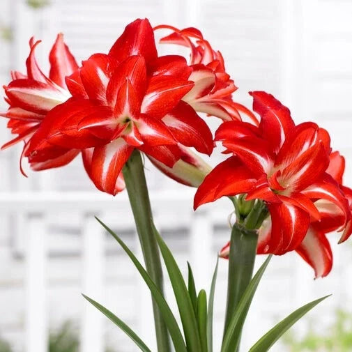 Bulbi de Amaryllis „Splash”, 1 Bucată – bulbi de flori, fotografia 2 | Regatul Plantelor