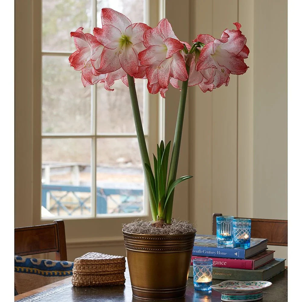 Bulbi de Amaryllis „Spotlight”, 1 Bucată – bulbi de flori, fotografia 3 | Regatul Plantelor