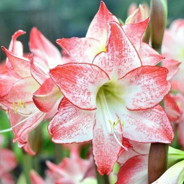 Bulbi de Amaryllis „Spotlight”, 1 Bucată – bulbi de flori, fotografia 2 | Regatul Plantelor