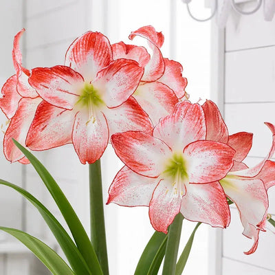 Bulbi de Amaryllis „Spotlight”, 1 Bucată – bulbi de flori | Regatul Plantelor