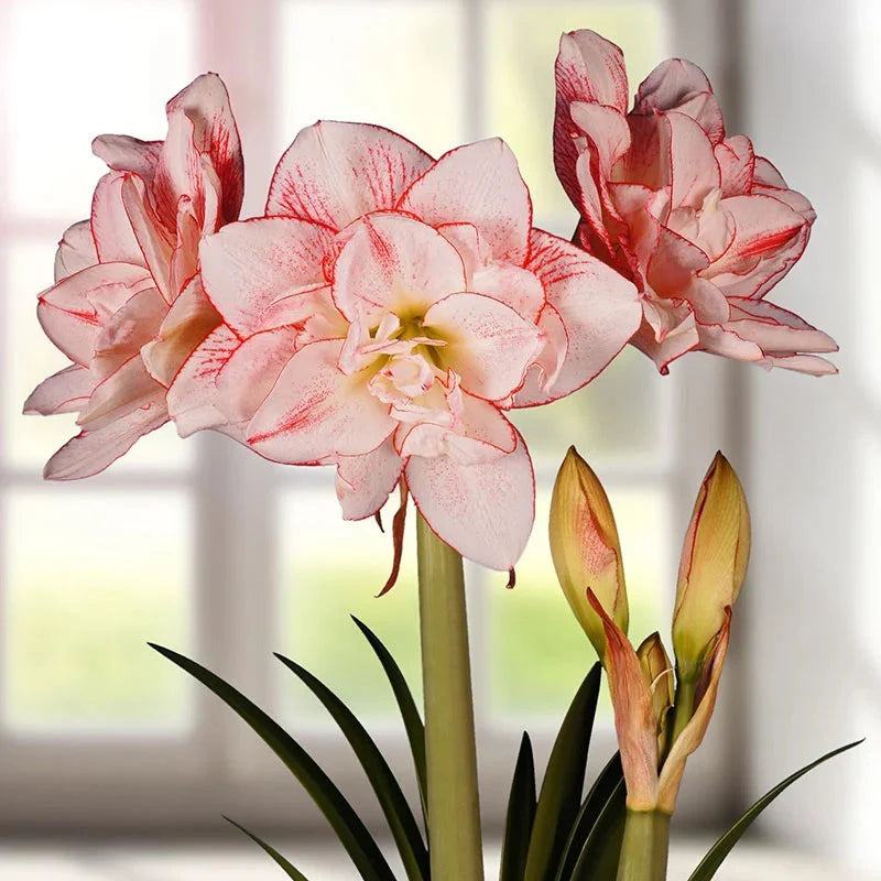 Bulbi de Amaryllis „Striped Amadeus”, 1 Bucată – bulbi de flori, fotografia 3 | Regatul Plantelor