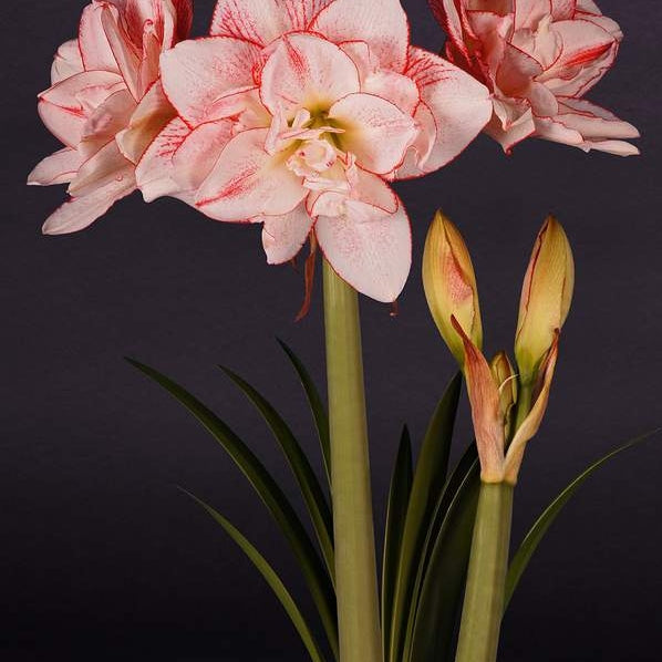 Bulbi de Amaryllis "Striped Amadeus", 1 Bucata