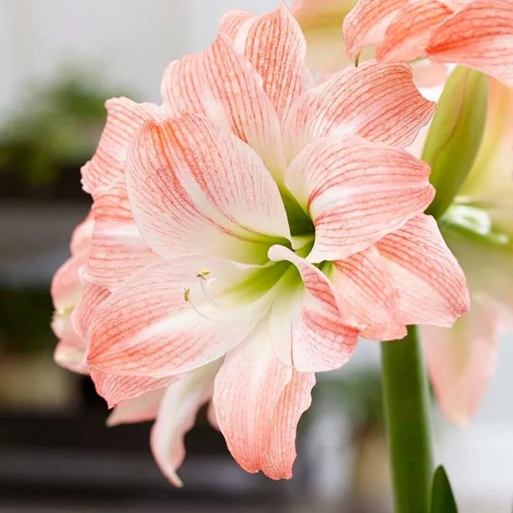 Bulbi de Amaryllis „Striped Amadeus”, 1 Bucată – bulbi de flori | Regatul Plantelor