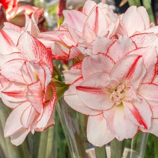 Bulbi de Amaryllis „Striped Amadeus”, 1 Bucată – bulbi de flori, fotografia 2 | Regatul Plantelor