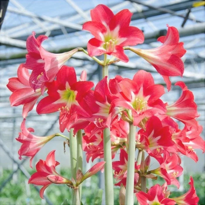 Bulbi de Amaryllis „Striped Garden”, 1 Bucată – bulbi de flori, fotografia 4 | Regatul Plantelor