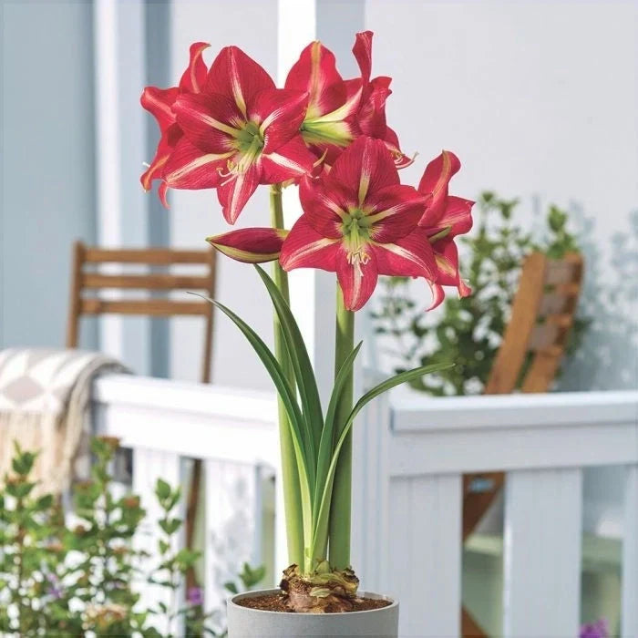 Bulbi de Amaryllis „Striped Garden”, 1 Bucată – bulbi de flori, fotografia 3 | Regatul Plantelor
