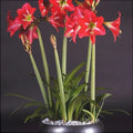 Bulbi de Amaryllis „Striped Garden”, 1 Bucată – bulbi de flori | Regatul Plantelor