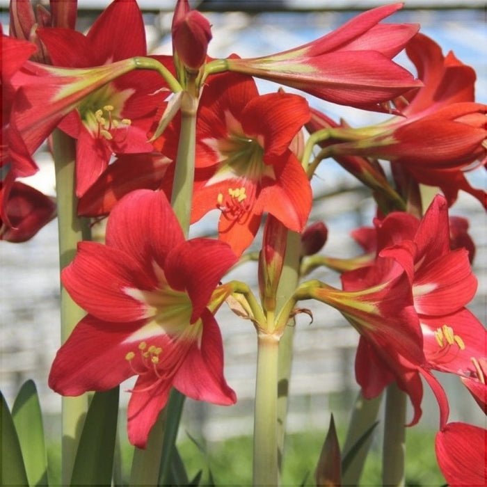 Bulbi de Amaryllis "Striped Garden", 1 Bucata