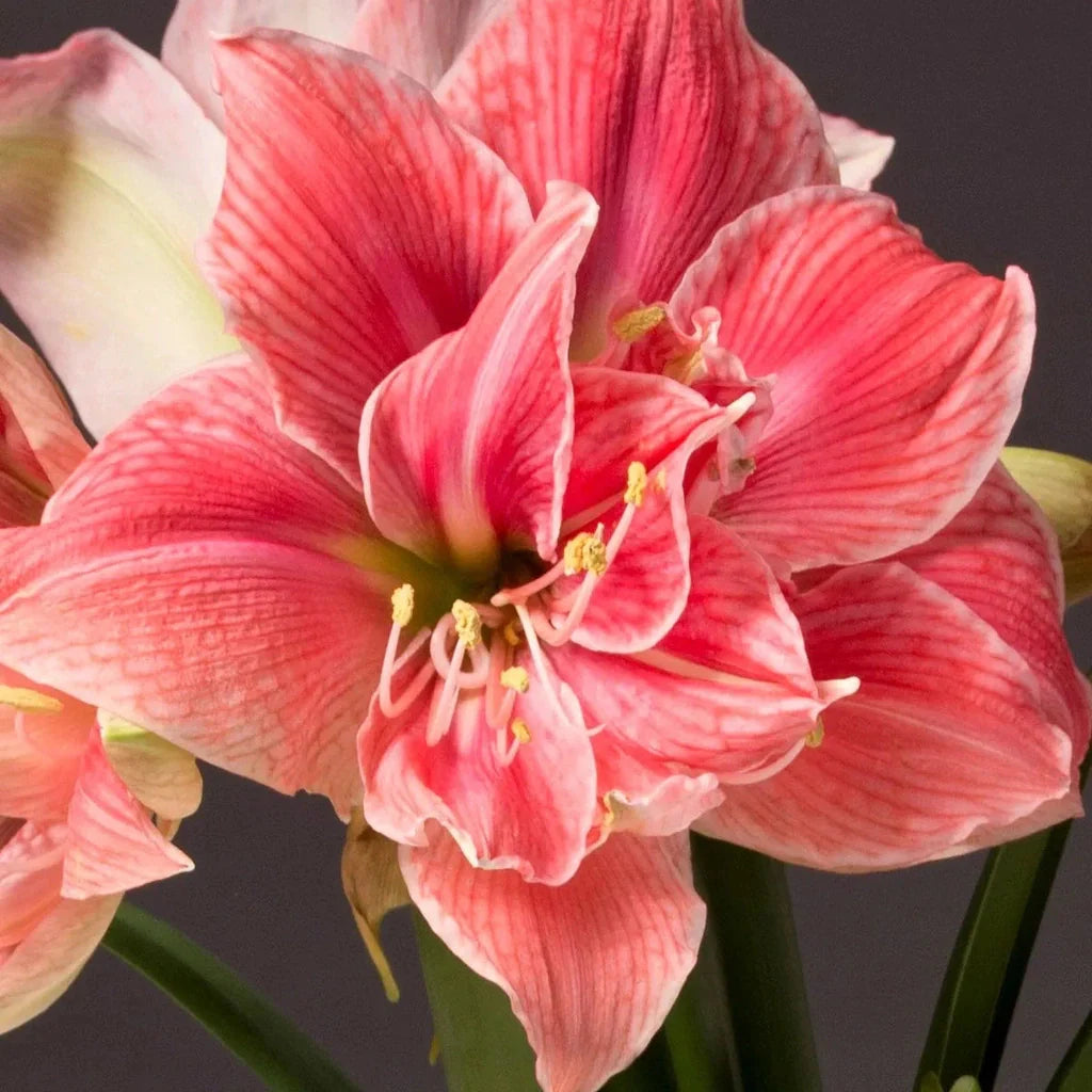 Bulbi de Amaryllis „Sweet Nymph”, 1 Bucată – bulbi de flori, fotografia 4 | Regatul Plantelor