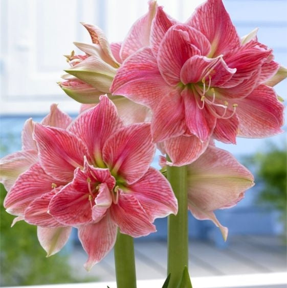 Bulbi de Amaryllis "Sweet Nymph", 1 Bucata