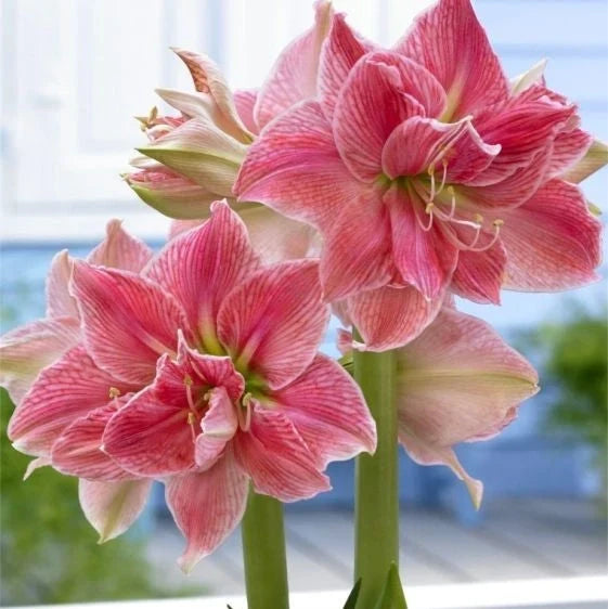 Bulbi de Amaryllis „Sweet Nymph”, 1 Bucată – bulbi de flori, fotografia 3 | Regatul Plantelor