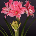 Bulbi de Amaryllis „Sweet Nymph”, 1 Bucată – bulbi de flori | Regatul Plantelor