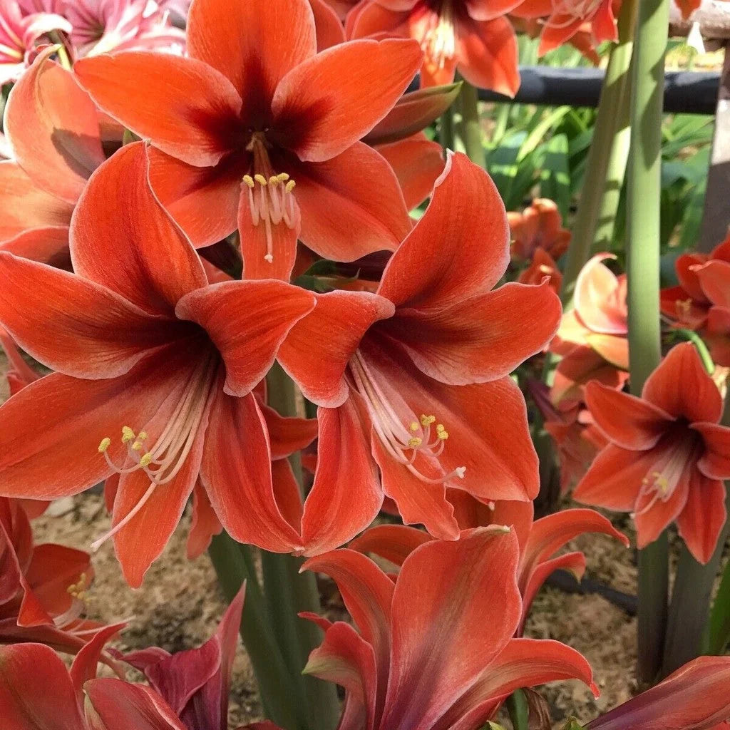 Bulbi de Amaryllis "Terra Mystica", 1 Bucată